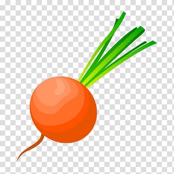 Radish Euclidean Cdr Shape, Radish vegetables material transparent background PNG clipart