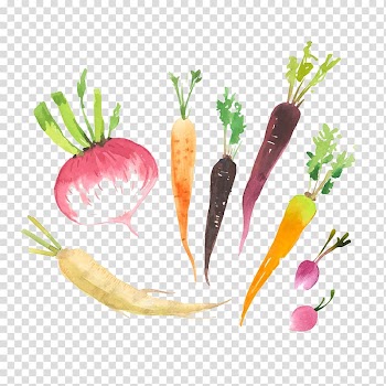 Radish Logo Food, Hand-painted vegetable transparent background PNG clipart