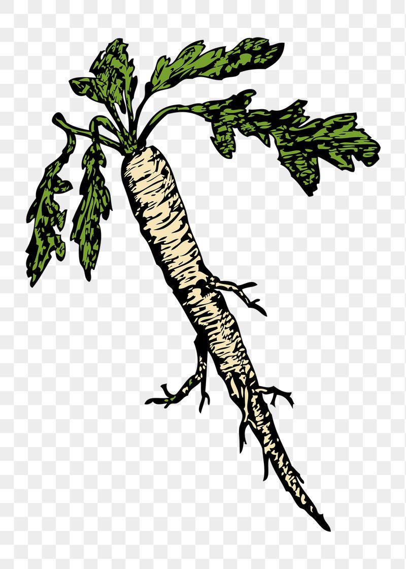 Radish png sticker illustration, transparent | Free PNG - rawpixel