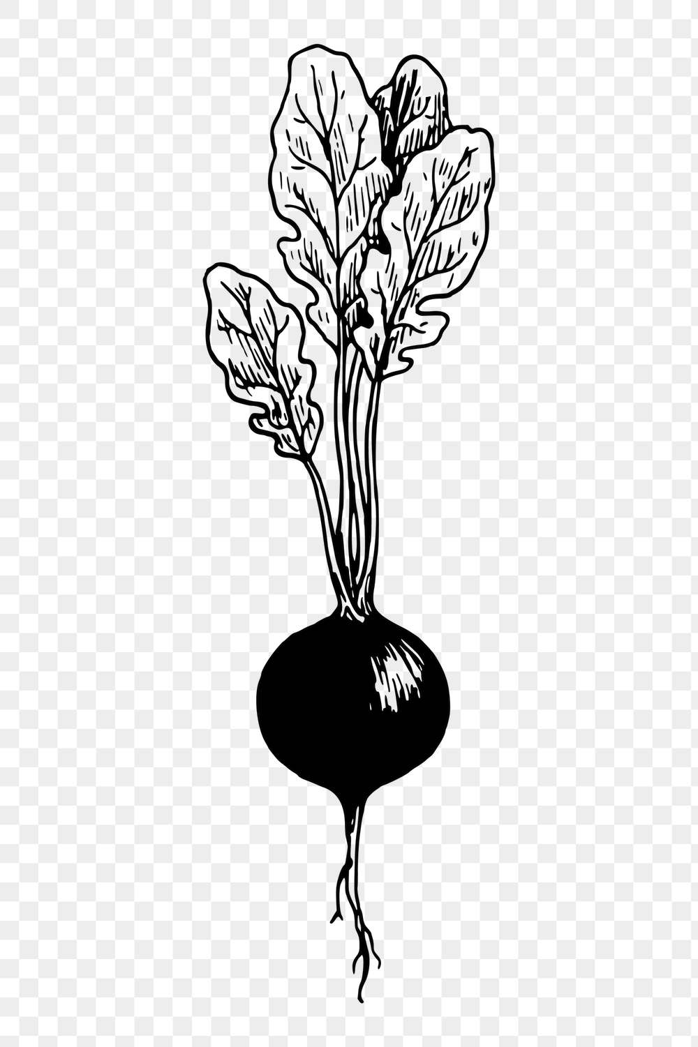 Radish png sticker, vintage vegetable | Free PNG - rawpixel
