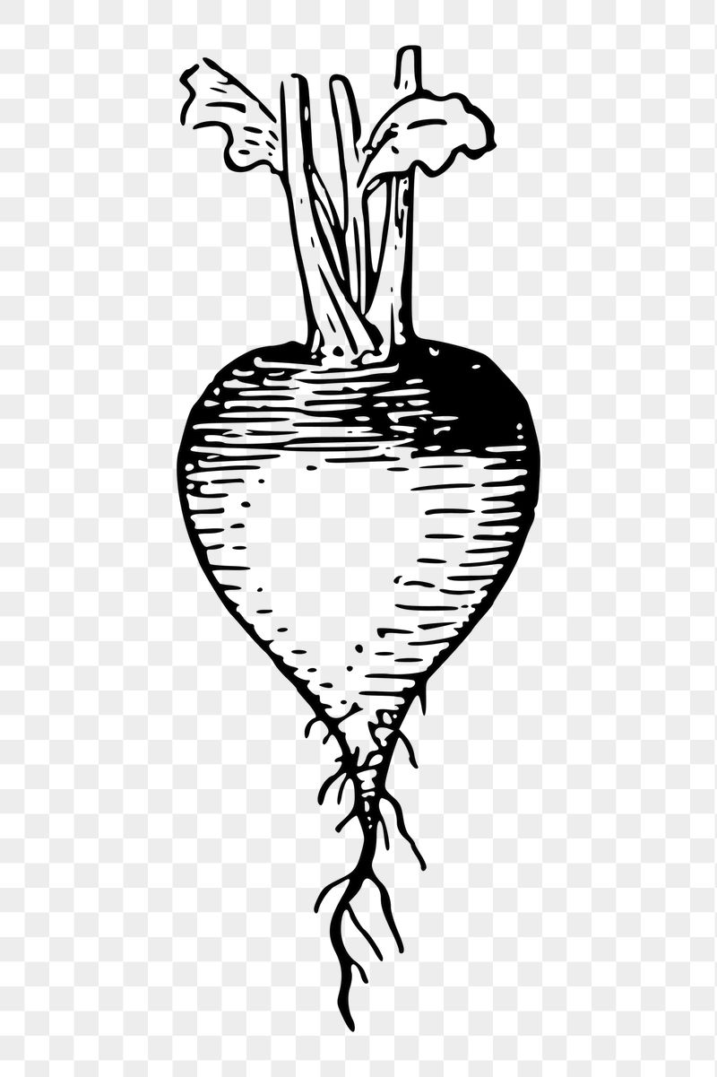 Radish png sticker, vintage vegetable | Free PNG - rawpixel
