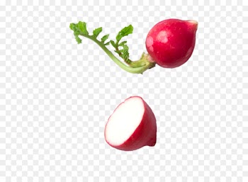 Radish Portable Network Graphics Clip art Image Vegetable - vegetable 