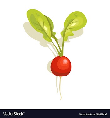 radish vegetable