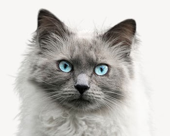 Ragdoll cat, animal collage element | Free PSD - rawpixel