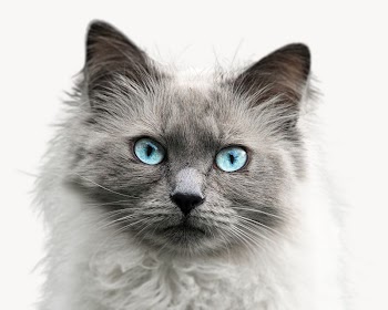 Ragdoll cat, isolated on white | Free Photo - rawpixel