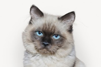 Ragdoll cat isolated on white, | Free PSD - rawpixel
