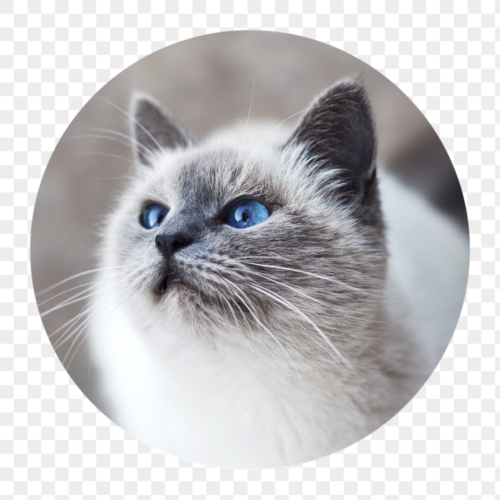 Ragdoll cat png badge sticker, | Free PNG - rawpixel
