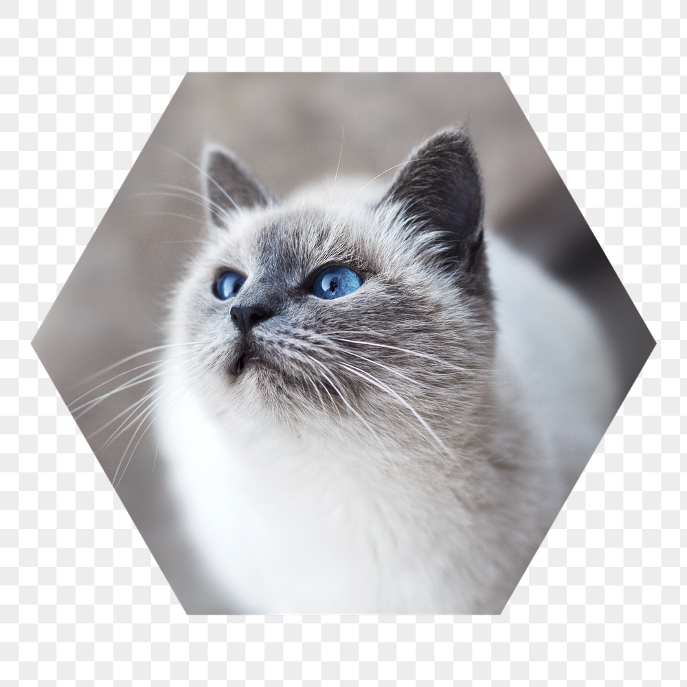 Ragdoll cat png badge sticker, | Free PNG - rawpixel