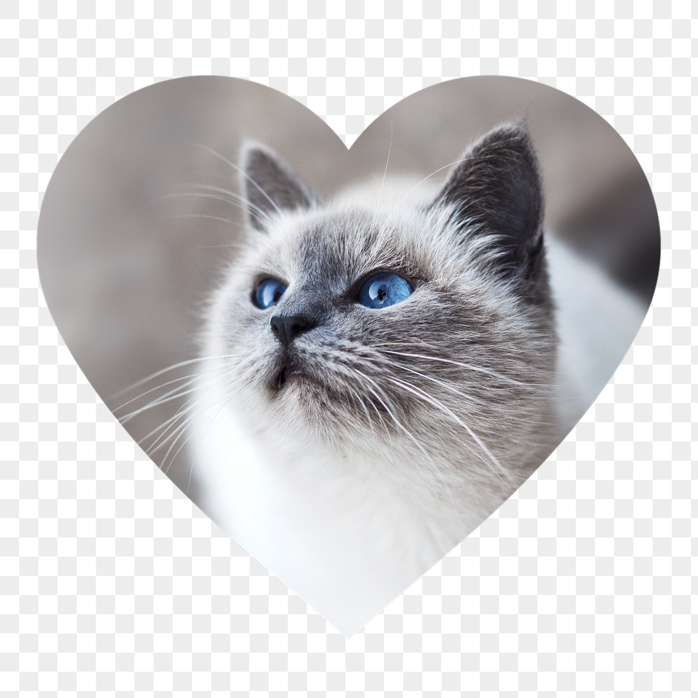 Ragdoll cat png badge sticker, | Free PNG - rawpixel