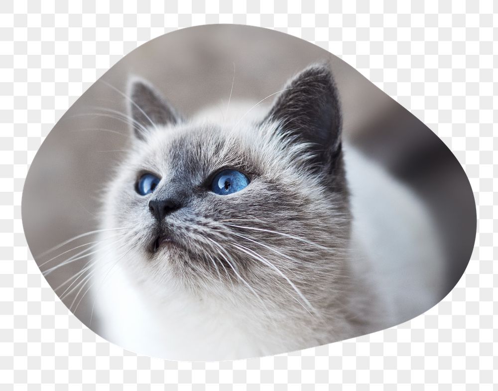 Ragdoll cat png badge sticker, | Free PNG - rawpixel
