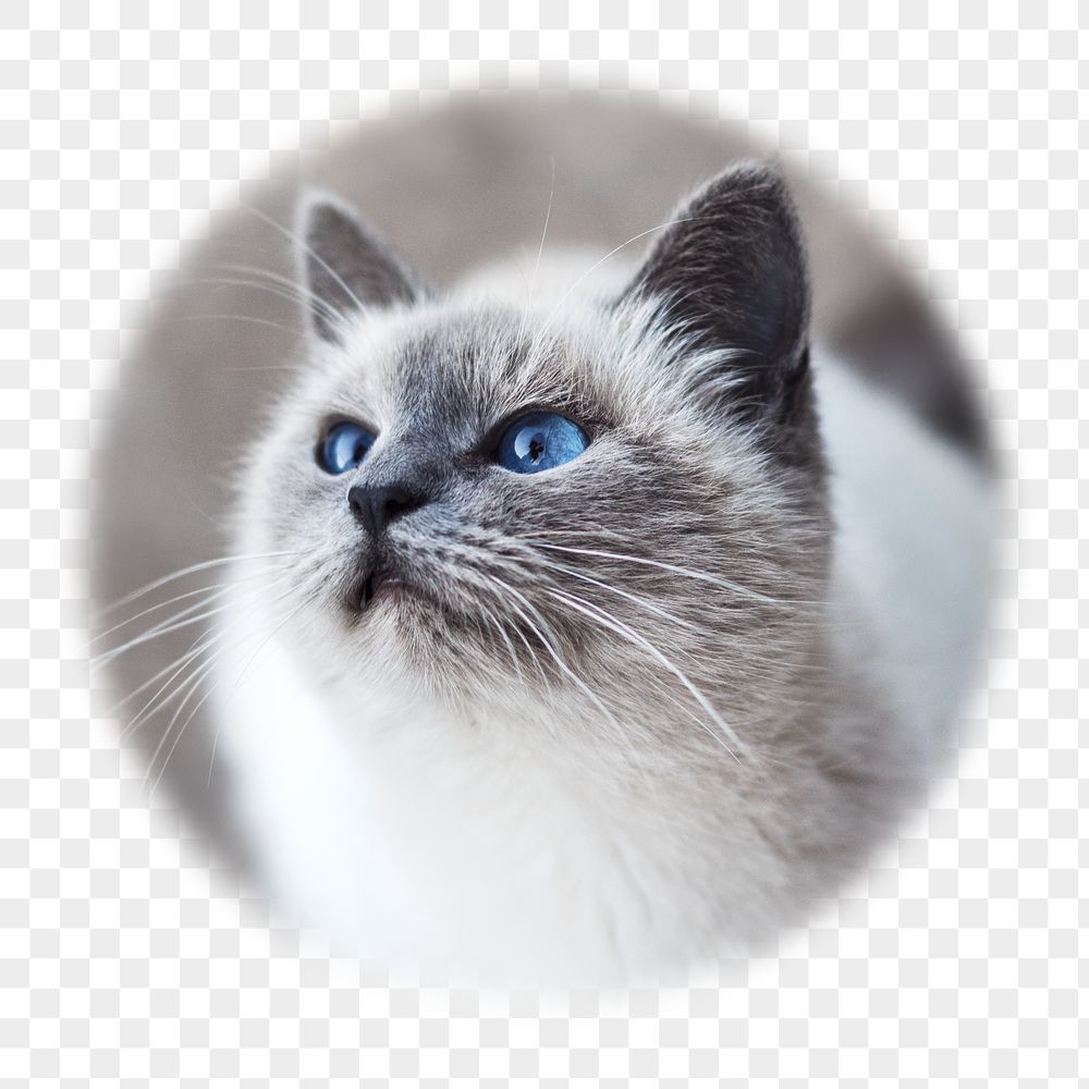 Ragdoll cat png badge sticker, | Free PNG - rawpixel