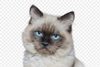Ragdoll cat png clipart, pet, | Free PNG - rawpixel