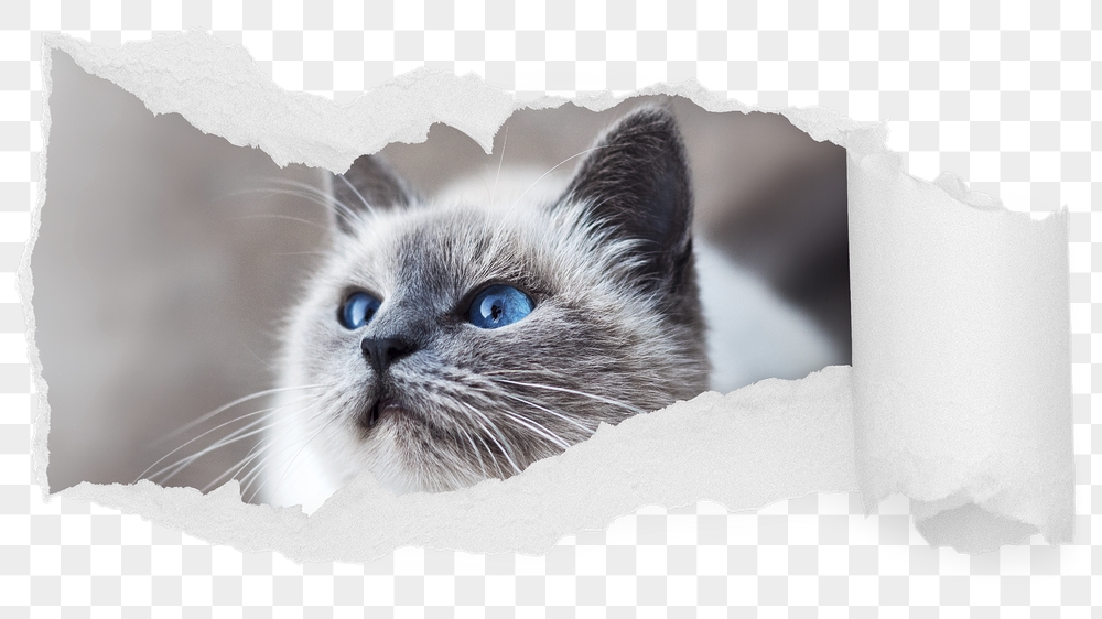 Ragdoll cat png ripped paper | Free PNG - rawpixel