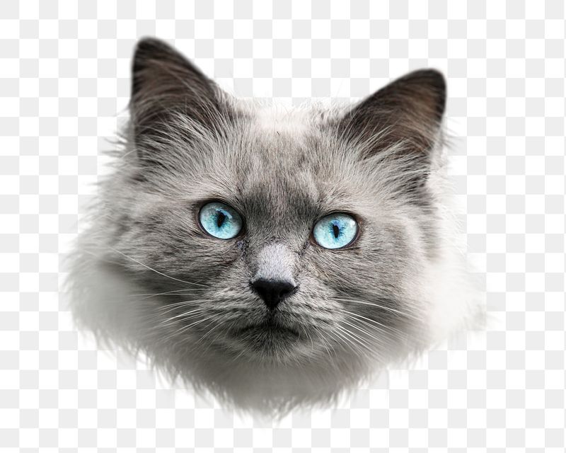 Ragdoll cat png sticker, transparent | Free PNG - rawpixel