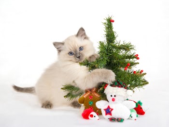 Ragdoll kitten with christmas tree and toys, on white fake snow fabric background