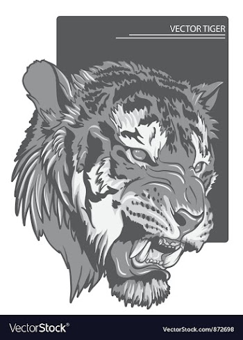 Raging tiger vector image