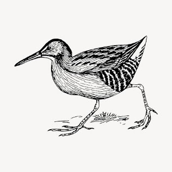 Rail bird clipart, vintage animal | Free Vector - rawpixel