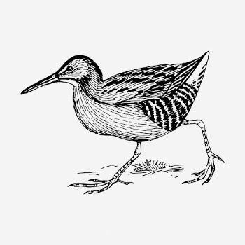 Rail bird drawing, vintage animal | Free Photo - rawpixel