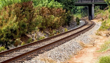 Railroad Tracks Amidst Trees