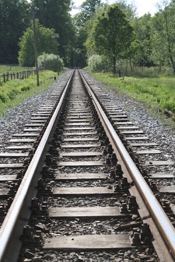 Railroad Tracks Amidst Trees in Forest