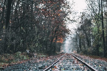 Railways in Foret