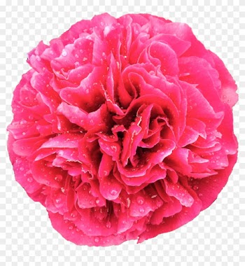 Rain Drops On Dark Pink Peony In Full Bloom By Bunny - Clip Art