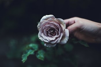 Rain Drops On Roses