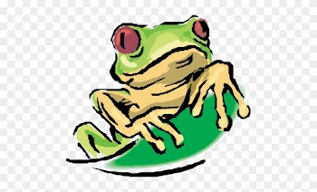Rain Forest - Red Eyed Tree Frog