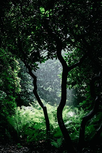 Rain Passing Through at Clearing in the Woods