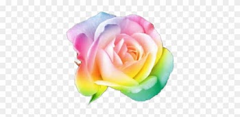 Rainbow Flower Rainbow Flower Nature Plant Thanks To - Single White Rose