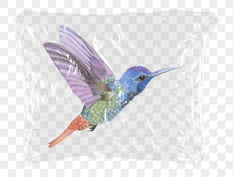 Rainbow hummingbird png plastic bag | Free PNG - rawpixel
