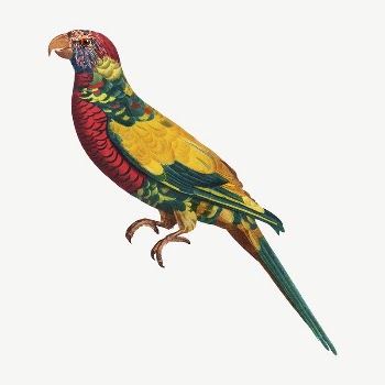 Rainbow Lorikeet bird, vintage animal | Free PSD Illustration - rawpixel