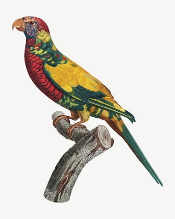 Rainbow Lorikeet bird, vintage animal | Free PSD Illustration - rawpixel