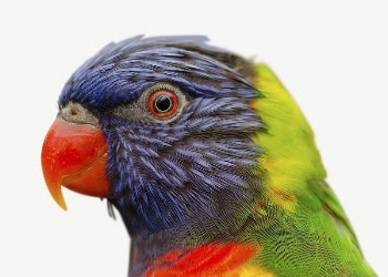 Rainbow lorikeet  collage element, | Free PSD - rawpixel