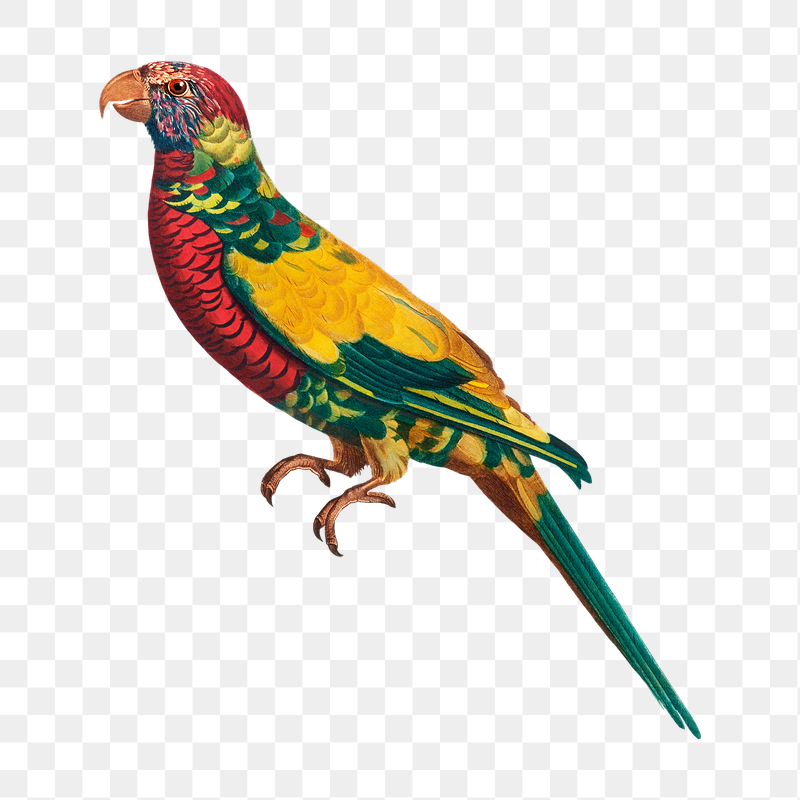 Rainbow Lorikeet png bird sticker, | Free PNG Illustration - rawpixel