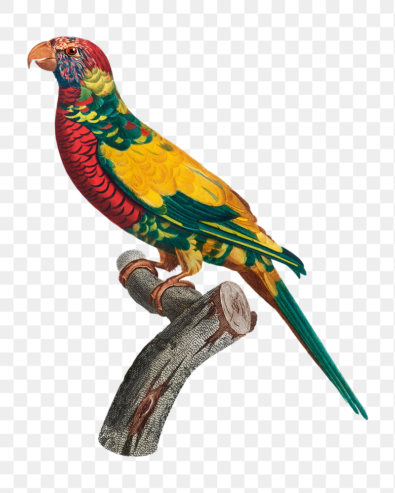 Rainbow Lorikeet png bird sticker, | Free PNG Illustration - rawpixel