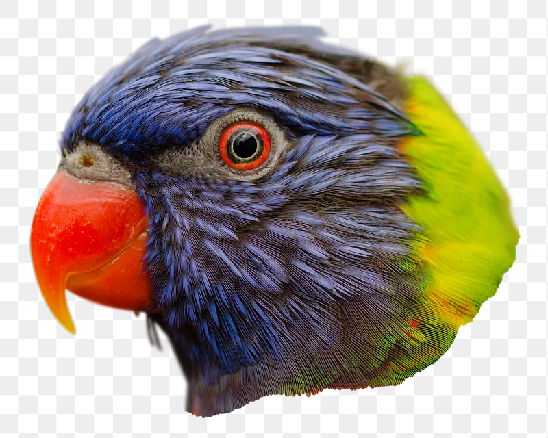 Rainbow lorikeet  png sticker, | Free PNG - rawpixel