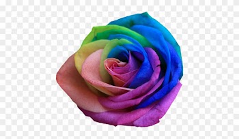 Rainbow Multicolor Flowers - Rose Colours And Names