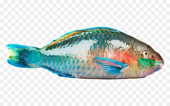Rainbow parrotfish Beak Coral reef fish - Parrotfish HQ Pictures 