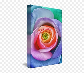 Rainbow Rose