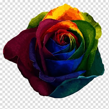 Rainbow rose Beach rose Centifolia roses Garden roses Pigment, Rose color transparent background PNG clipart