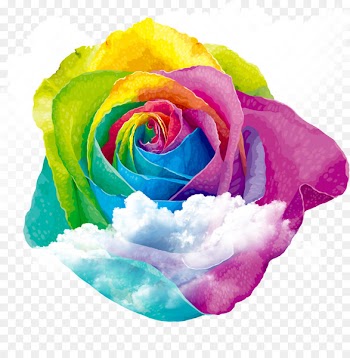 Rainbow rose Centifolia roses Garden roses - Colorful roses on the clouds 