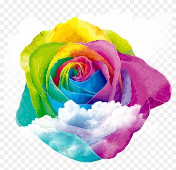 Rainbow Rose Centifolia Roses Garden Roses - Rose