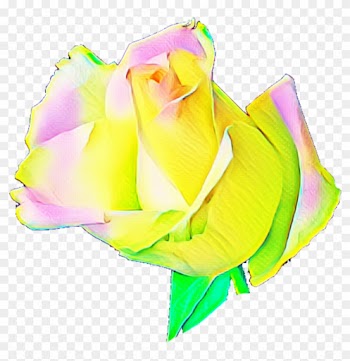 Rainbow Rose Garden Roses Cabbage Rose Petal Cut Flowers - Garden Roses