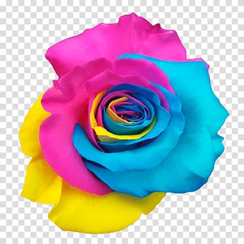 Rainbow rose Garden roses Centifolia roses Color Pink, others transparent background PNG clipart