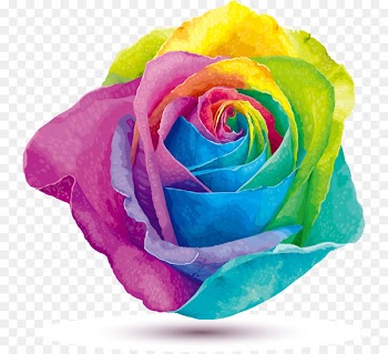 Rainbow rose Stock photography Color - Rainbow-colored roses 