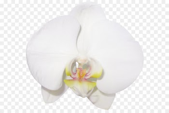 Rainbow Six Siege Operation Blood Orchid Moth orchids - Large Transparent Vanilla Orchid Clipart 