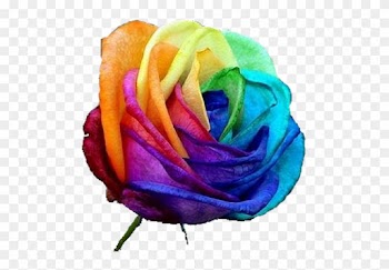 Rainbow - Tie Dye Rose