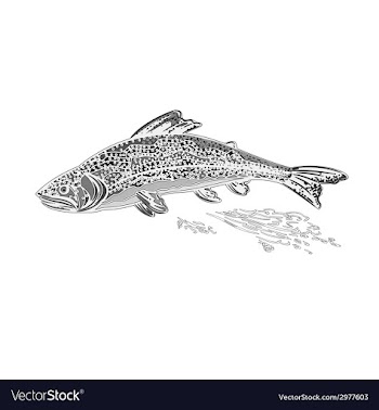 Rainbow trout as vintage engraved vector image