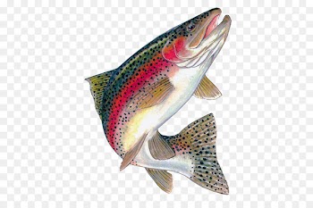 Rainbow trout Brown trout Freshwater fish - fish 